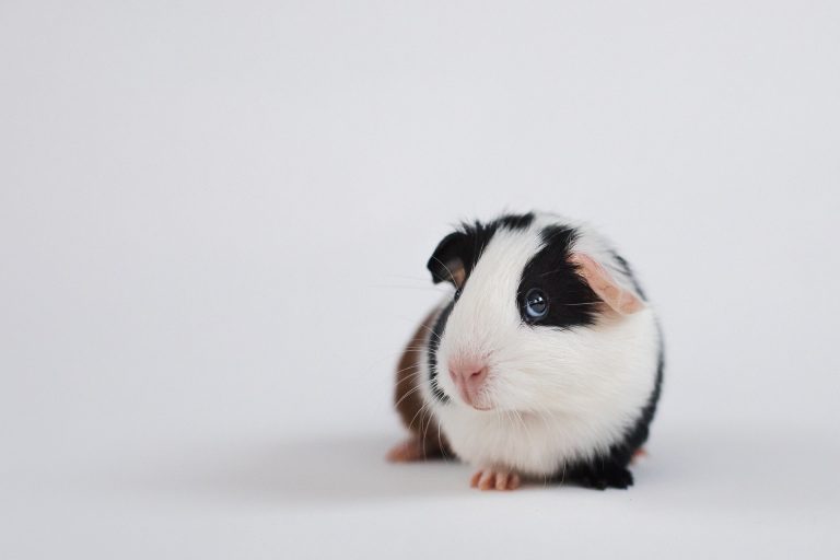 Why Guinea Pigs Make the Perfect Pets for Kids
